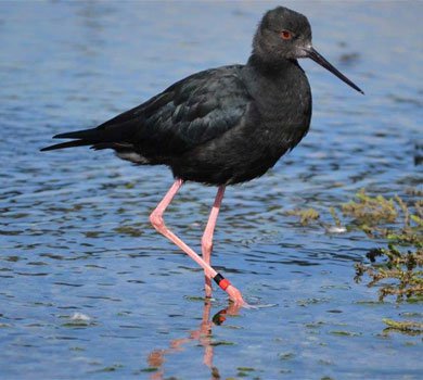 RDWT Black Stilt