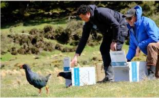 Capture bird release