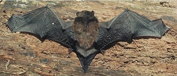 Longtailed Bat
